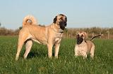 KANGAL 145